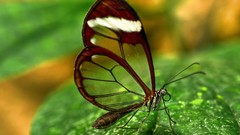 Leaves Butterflies Glasswing Butterfly