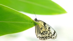 Leaves Butterflies insects