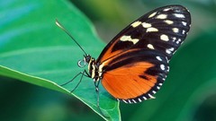 Leaves Butterflies insects