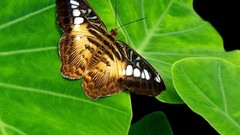 Leaves Butterflies insects