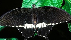 Leaves Butterflies insects