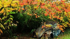 Leaves Car forrest Trees