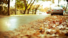 Leaves cars roads fallen leaves depth of field