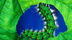 Leaves caterpillars