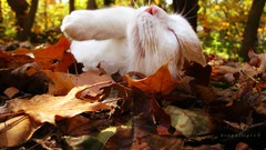 Leaves cats forests