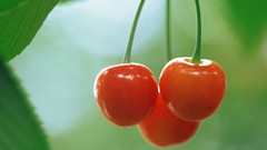 Leaves cherries fruits