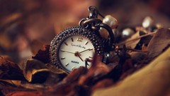 Leaves clocks fallen leaves depth of field