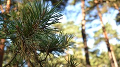 Leaves close-up bokeh forests