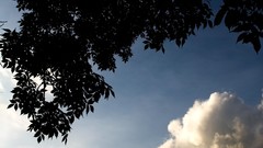Leaves clouds silhouettes skies