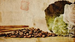Leaves coffee Plants drinks beans raw
