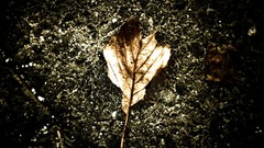 Leaves dark artwork fallen leaves