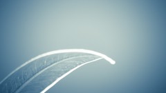 Leaves dark minimalistic eclectic