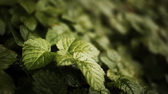 Leaves depth of field