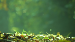 Leaves depth of field