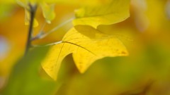 Leaves depth of field
