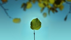 Leaves depth of field