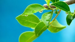 Leaves depth of field