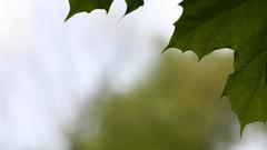 Leaves depth of field