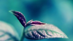 Leaves depth of field