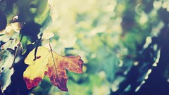 Leaves depth of field