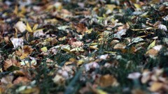 Leaves depth of field