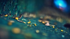 Leaves depth of field