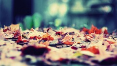 leaves depth of field macro Plants outdoors fallen leaves