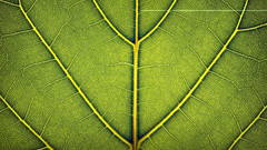 Leaves Derek Prospero