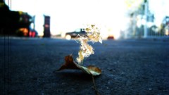 Leaves design streets