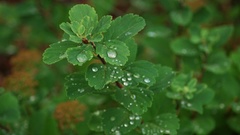 Leaves dew