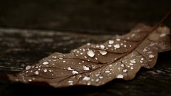 Leaves dew fallen leaves