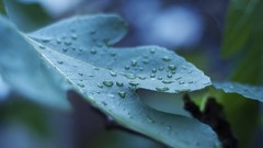 Leaves dew waterdrops depth of field