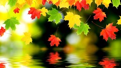 leaves digital art fall water Plants reflection