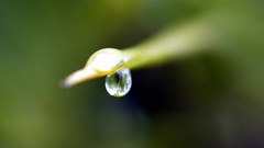 Leaves drops blue dew dawn white Green drop Plants evening