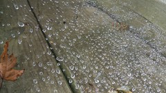 Leaves drops rain spiders