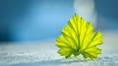 Leaves Earth fallen leaves