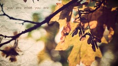 leaves fall quote nature texture paper Typography