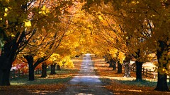 leaves fall Trees road yellow dirt road dappled sunlight fence