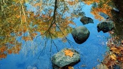 Leaves fall water nature