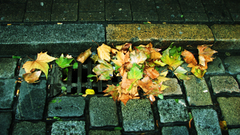 Leaves fallen leaves