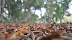 Leaves fallen leaves