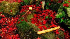 Leaves fallen leaves