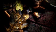 Leaves fallen leaves