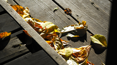 Leaves fallen leaves