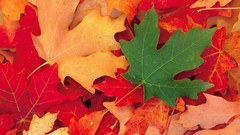 Leaves fallen leaves