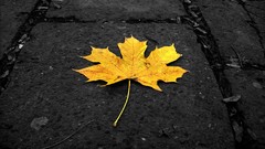 Leaves fallen leaves