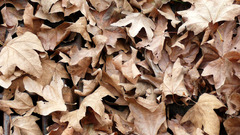 Leaves fallen leaves