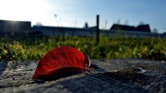 Leaves fallen leaves