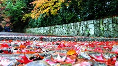 Leaves fallen leaves