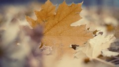 Leaves fallen leaves